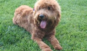 These goldendoodles puppies located in california come from different cities, including, vista, san marino, sacramento, paso robles, fallbrook, el monte. Breeders California Usa