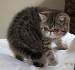 Exotic Shorthair Kittens for Sale - Felines4us