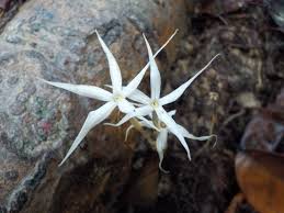 Image result for Voyria