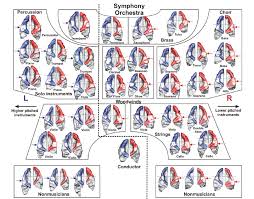 The Biological Basis Of Orchestra Seating Brains Idea