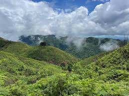 Image result for Tessmannia