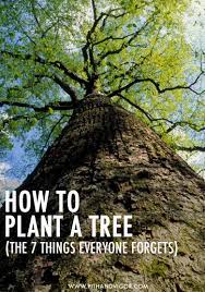 How To Place And Plant A Tree Pith Vigor Plants Trees To Plant Tree