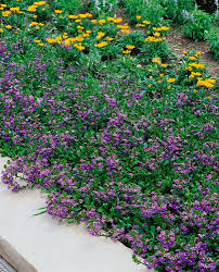 Image result for foto Vějířovka