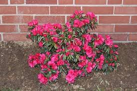 Azaleas Are A Subgenus Of Flowering Shrubs That Can Grow Up To 6 Feet In Height And Produce Numerous Large Flowers Azaleas Landscaping Azalea Bush Azaleas Care