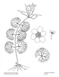 Image result for Cabombaceae