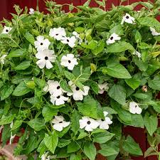 Image result for Thunbergia alata