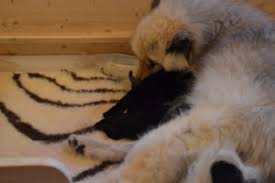 Bei der kastration des rüden erfolgt ein abbinden der samenstränge und die entnahme der hoden. Die Kastration Beim Hund Hundecoach Tina