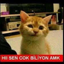 Kulak Temizleme Cubuguyla Kediyi Rahatlatmak Uludag Sozluk