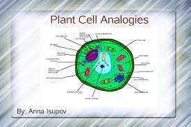 Check spelling or type a new query. Plant Cell Analogy