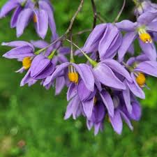 Image result for Solanum seaforthianum