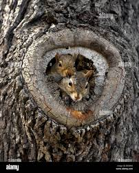 Squirrel Baby Nest High Resolution Stock Photography And Images Alamy