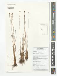 Image result for Xyris capensis