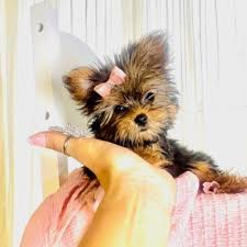 Image result for Yorkshire Cream 1981 Colt