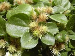 Image result for Alternanthera caracasana