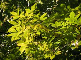 At this time you are only available to preview our inventory. Krl Tree Service Arborist Calgary Tree Pruning Calgary Ash Trees
