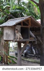 10,641 Monkey House Royalty-Free Images, Stock Photos & Pictures |  Shutterstock