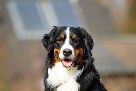 Als selbstsicher und aufmerksam gilt dieser hund. Berner Sennenhund Charakter Und Wesen Was Macht Den Berner Sennenhund Aus Bernersennenhund De