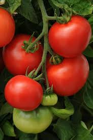 Small, brown, scabby, sunken or slightly raised spots. Freezing Tomatoes How To Freeze Tomatoes Hgtv