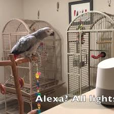 M&m cage company | bird cage light with chew guard for hook bill birds | full spectrum led pet lamp | simulates natural environment | safe for destructive ch. M M Cage Company Home Facebook