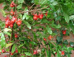 Image result for Ochna richardsiae