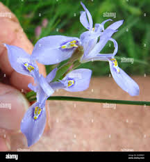 Image result for Moraea elliotii