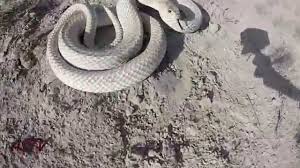 See full list on desertusa.com Astv Western Coachwhip Snake Sonora Texas Bow Hunt Youtube