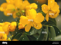 Image result for Fabaceae subfamily Caesalpinioideae