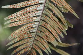 Image result for Pleopeltis