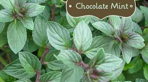 Day 28 the daily dubrule. I Bought A Chocolate Mint Plant What Now Delishably