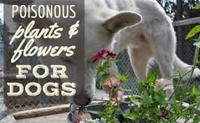 Consuming this plant causes vomiting, lethargy, abdominal pain, weakness, and depression. Poisonous Plants For Dogs Save Your Dog S Life Get Rid Of These Now Caninejournal Com