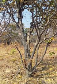 Image result for Anisophyllea boehmii