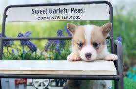 Ridgewood kennels has been placing corgi puppies for sale in pa, ny, nj, de, md, and farther for more than 40 years! Pembroke Welsh Corgi Puppy For Sale In New York Ny Usa Adn 102040 On Puppyfinder Com Gender Ma Welsh Corgi Puppies Pembroke Welsh Corgi Puppies Welsh Corgi