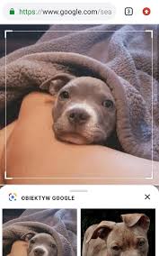 Aplikacja obiektyw google to rozbudowane narzędzie bazujące na rozszerzonej rzeczywistości. Wyszukiwanie Obrazem W Google Grafika Dzieki Google Lens Obiektyw Google Grupa Tense