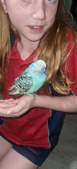 Little friend stopped by our house. He is still currently here. W  Washington St