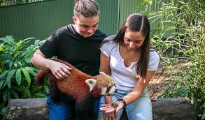 Red Panda Encounter | Currumbin Wildlife Sanctuary
