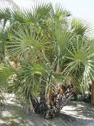 Image result for Hyphaene coriacea