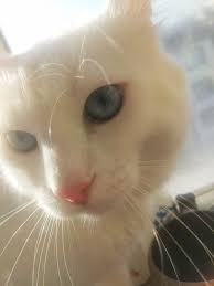 Saf Irk Van Kedisi Dunya Guzeli Caki Bey In 2020 Animals Cats Prevention