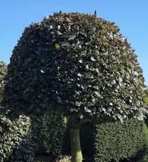 Image result for Fagopyrum snowdenii