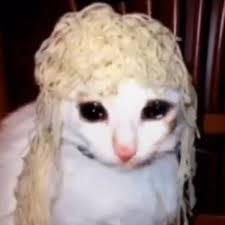 Noodle Cat Cats Animals Dogs