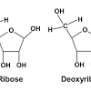 The chemistry of the nitrogenous bases is really the key to the function of dna. 1