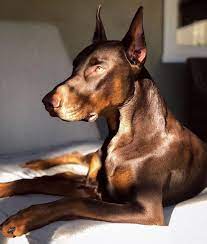 Doberman Dobermanpinscher Dog Dogsofinstagram Dogs Dobie Dobermansofinstagr Doberman Pinscher Puppy Doberman Pinscher Natural Ears Doberman Pinscher Dog