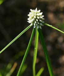 Image result for Cyperus dubius