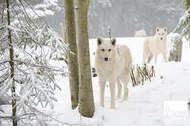 Woodland Park Zoo Blog Woodland Park Zoo Zoo Animals Wild