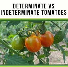 Check spelling or type a new query. How To Care For Determinate Vs Indeterminate Tomatoes You Should Grow