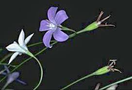 Image result for Wahlenbergia wittei