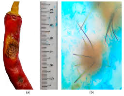 Image result for Anthericopsis