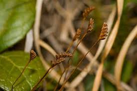 Image result for Schizaea