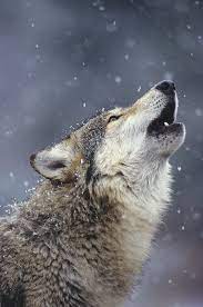 Wolf Google Search Wolf Photography Wolf Pictures Wolf Howling
