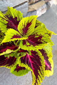 Image result for Coleus erici-rosenii