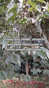 Image result for Garcinia volkensii